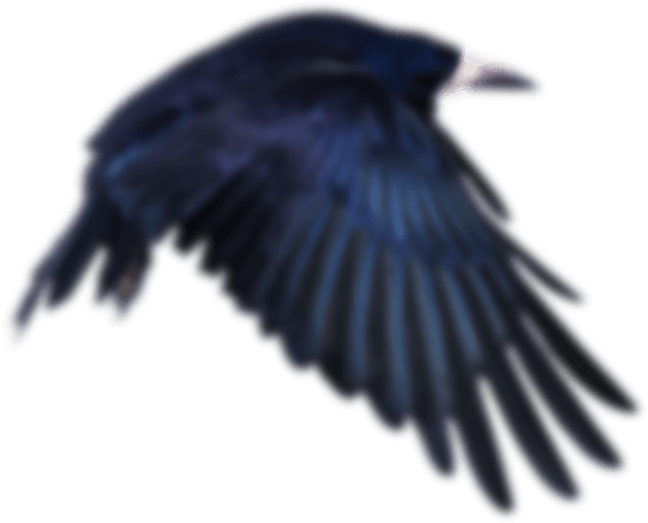 Crow