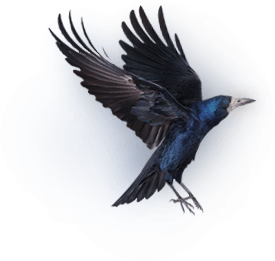 Crow